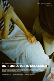 Bottom Lotus In December 2025