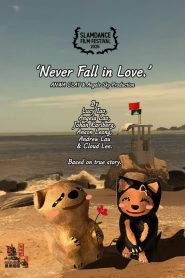 Never Fall in Love. 2025